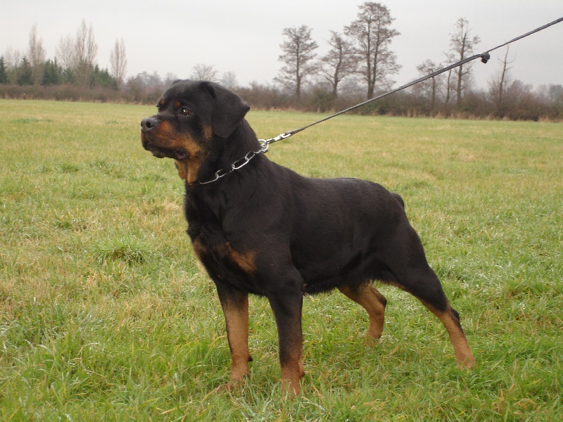 Thora Vom hundegluck